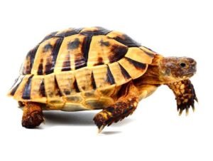 Greek Tortoise | Available Sizes & Localities