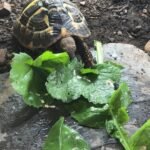 hermann tortoise for sale