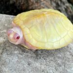 Snow Red Ear Slider (Trachemys scripta elegans)