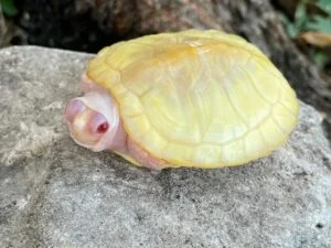 Snow Red Ear Slider (Trachemys scripta elegans)
