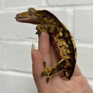 Halloween Crested Gecko | Buy Online