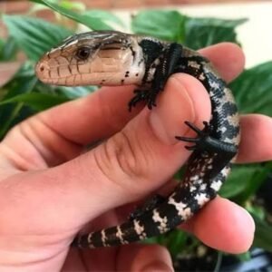 Shop Halmahera Blue Tongue Skinks | Buy Online