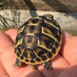 Tuscan Western Hermann’s tortoise-Hermann-Western-tortoise.jpeg