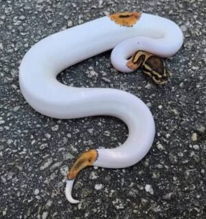 High White Pied Ball Python | Available Online