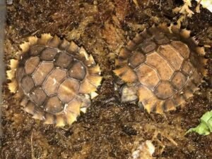Home’s Hingeback Tortoise