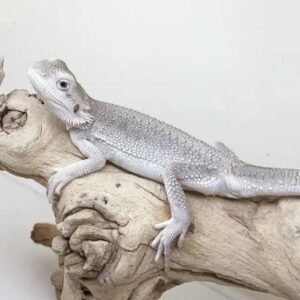 Hypo Bearded Dragon for Sale | Baby & Juvenile Options