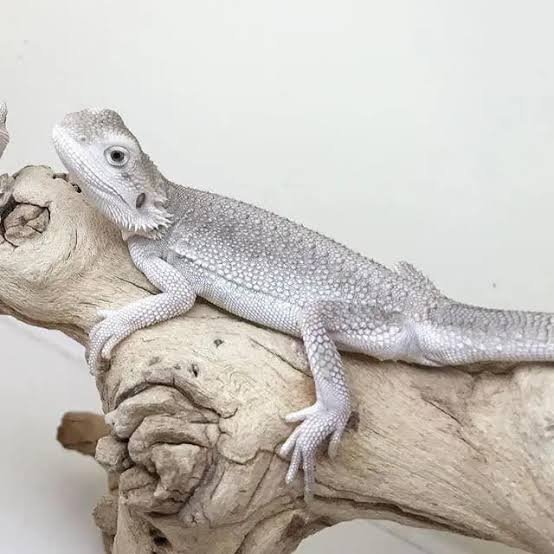 Hypo Bearded Dragon for Sale | Baby & Juvenile Options