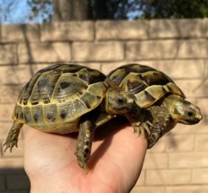 Ibera Greek tortoise for sale