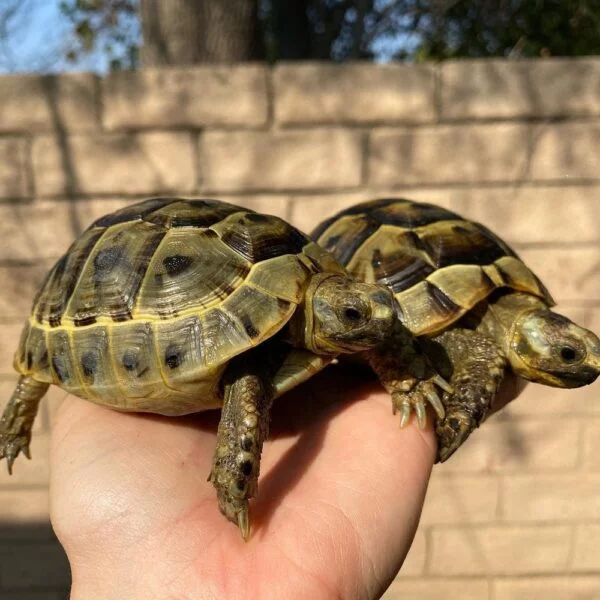 Ibera Greek tortoise for sale