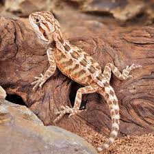 Inferno Bearded Dragon for Sale | Red Color Morph