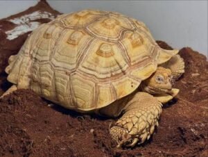 Ivory Sulcata Tortoise | Pale Shell Coloration