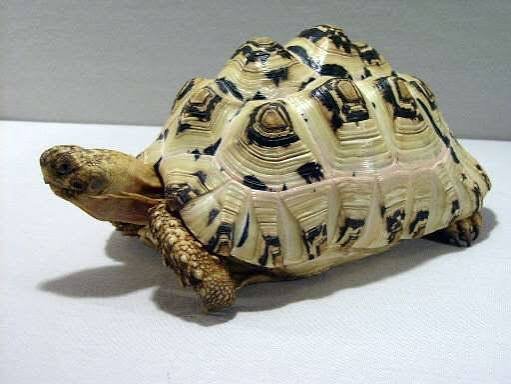 Ivory Leopard Tortoise | Rare Pale-Shell Coloration