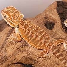 Leatherback Bearded Dragon for Sale | Baby & Juvenile