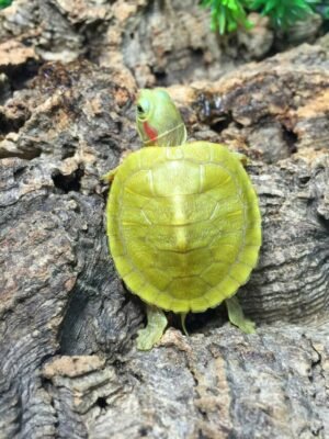 Lemon Albino Red Ear Slider (Trachemys scripta elegans)