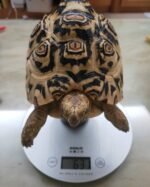 leopard tortoises for sale online
