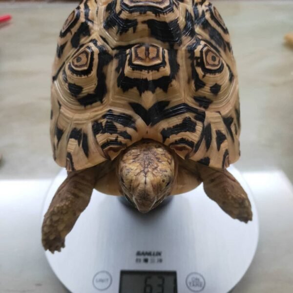 leopard tortoises for sale online