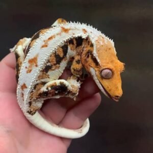 Lily White Crested Gecko | Find Yours Online