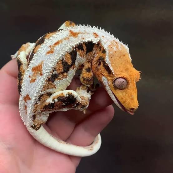 Lily White Crested Gecko | Find Yours Online