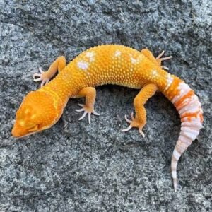 Mandarin Tangerine Leopard Gecko | Vibrant Orange Color