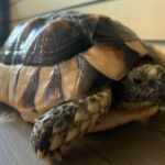 Marginated Tortoise-Marginated-Tortoise.jpg
