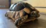 Marginated Tortoise-Marginated-Tortoise.jpg