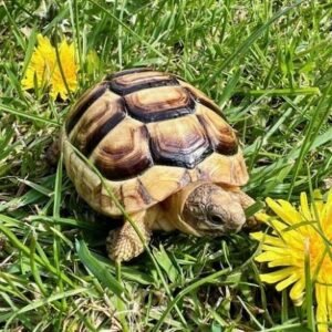 Marginated tortoise