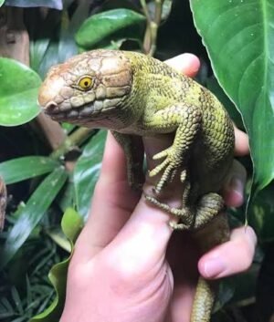 Monkey Tailed Skink for Sale | Corucia zebrata
