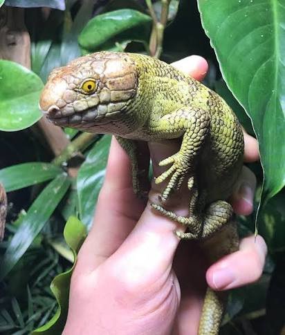 Monkey Tailed Skink for Sale | Corucia zebrata