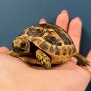 Moroccan Greek Tortoise