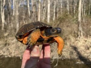 North American Wood Turtle | Glyptemys insculpta