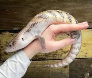 Northern Blue Tongue Skink for Sale | Tiliqua scincoides