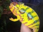 Nosy Mitsio Panther Chameleon for sale