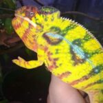 Nosy Mitsio Panther Chameleon for sale
