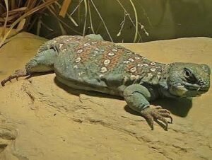 Ocellated Uromastyx | Distinctive Spiny-Tailed Lizard