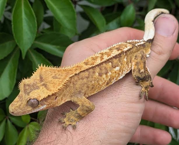 Orange Pinstripe Crested Gecko | Where to Buy
