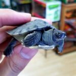 Painted River Terrapin for sale (Callagur borneoensis)