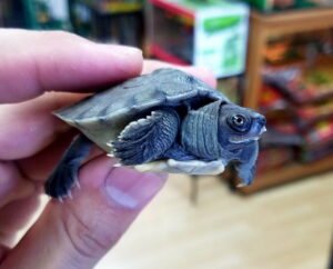 Painted River Terrapin for sale (Callagur borneoensis)