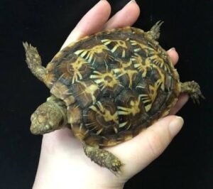 Pancake Tortoise | Available Sizes & Options