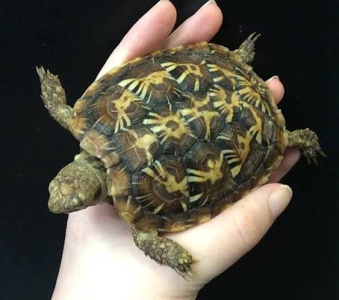 Pancake Tortoise | Available Sizes & Options