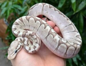 Pastel Bamboo Ball Python | Current Morph Selection