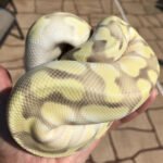 Pastel Butter Enchi Ghost ball python