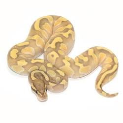 Pastel Butter Enchi Ghost ball python