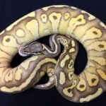 Pastel Butter Vanilla Ghost ball python