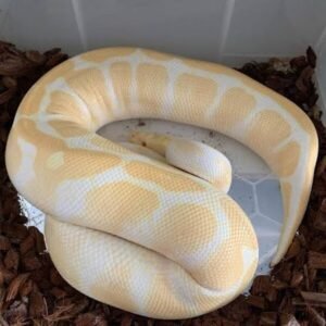 Pastel Butter Vanilla Ghost Ball Python | Available Morph