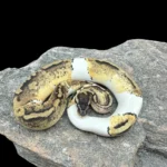 Pastel Pied Ball Python-Pastel-Pied-Ball-Python.webp