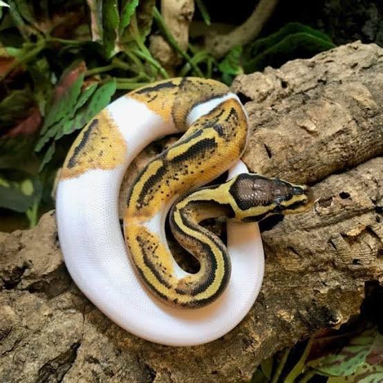 Pastel Pied Ball Python for Sale | Captive Bred