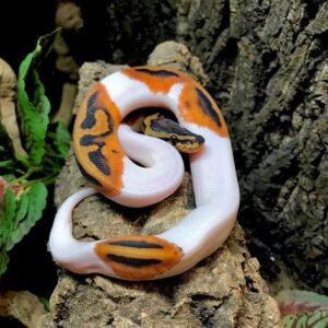 Pied Ball Python for Sale | Captive Bred