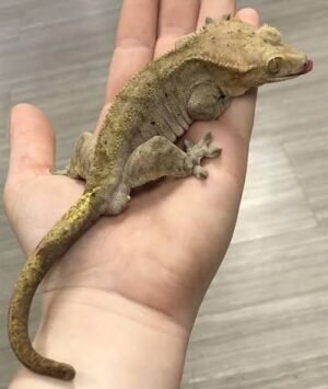 Pine Island Chahoua Gecko for Sale | Chahoua Gecko