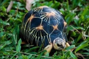 Radiated Tortoise for Sale | Current Availability