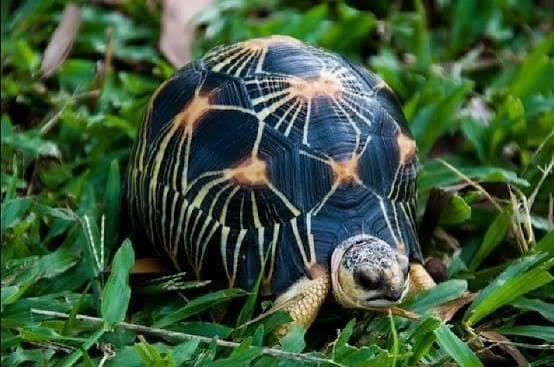 Radiated Tortoise for Sale | Current Availability
